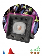 Прожектор светодиодный фито для растений красно-синий спектр FITO-50W-LED BLUERED | Б0039033 | ЭРА